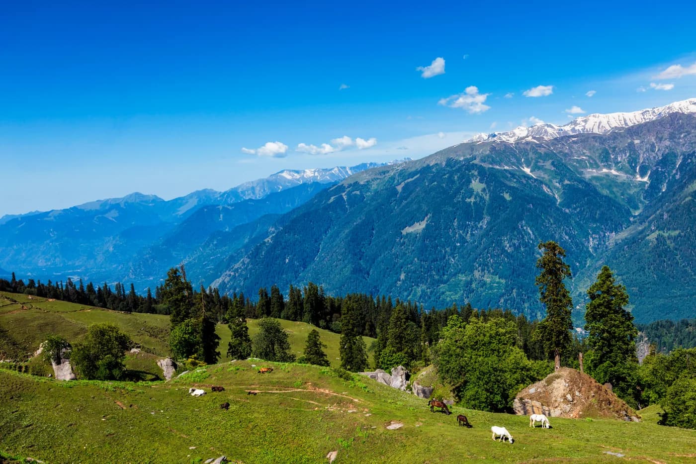 Horses in the mountains of Himachal Pradesh