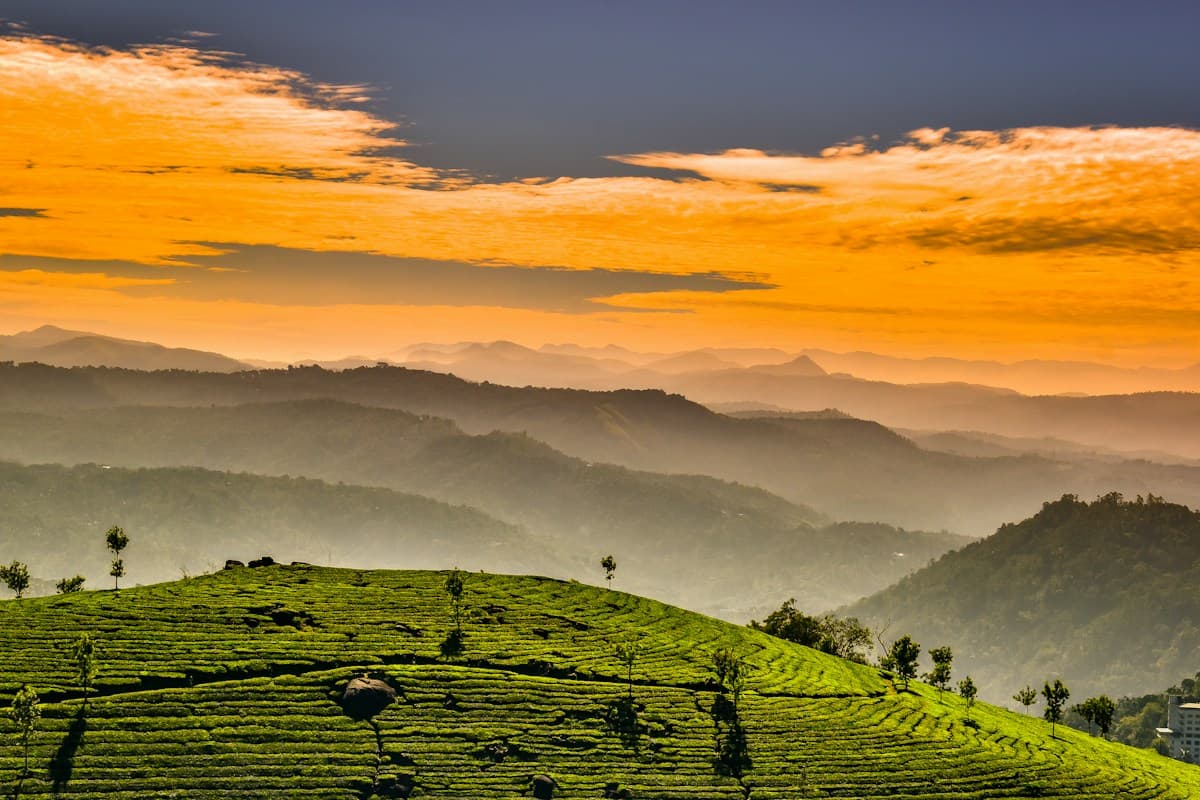 Green tea plantations in the hills of Munnar